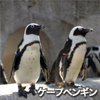 ケープペンギン