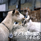 子ども動物園のヤギたち