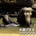 水遊びするアジアゾウ
