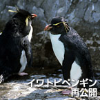 イワトビペンギン再公開