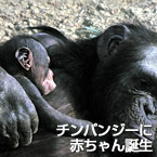 チンパンジーに赤ちゃん誕生