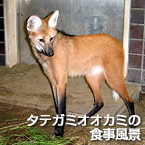 タテガミオオカミの食事風景