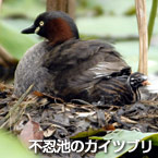 不忍池のカイツブリ