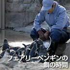 フェアリーペンギンの餌の時間