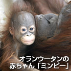 オランウータンの赤ちゃん「ミンピー」