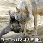 ヨーロッパオオカミ誕生