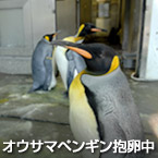 オウサマペンギン抱卵中