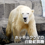 ホッキョクグマの自動給餌機