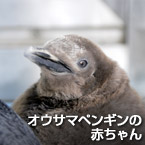 オウサマペンギンの赤ちゃん