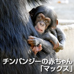 チンパンジーの赤ちゃん「マックス」