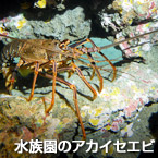 水族園のアカイセエビ