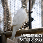 上野動物園のシロオオタカ