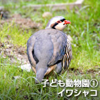 子ども動物園①イワシャコ