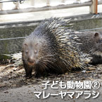 子ども動物園②マレーヤマアラシ