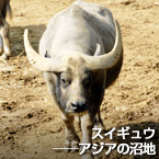 スイギュウ──アジアの沼地