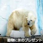 動物に氷のプレゼント