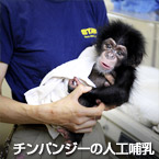チンパンジーの人工哺乳