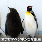 オウサマペンギンひな誕生