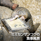 ミミセンザンコウの食事風景