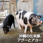 沖縄の在来豚、アグーとアヨー