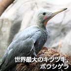 世界最大のキツツキ、ボウシゲラ