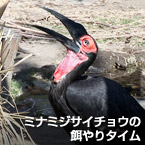 ミナミジサイチョウの餌やりタイム