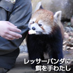 レッサーパンダに餌を手わたし