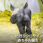 ヒガシクロサイ、赤ちゃん誕生！