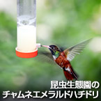 昆虫生態園のチャムネエメラルドハチドリ