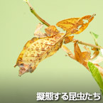 擬態する昆虫たち