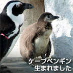 ケープペンギン生まれました