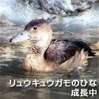 リュウキュウガモのひな成長中