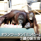 オランウータン「ミンピー」３歳の誕生会