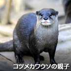 コツメカワウソの親子