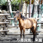 与那国馬、来園