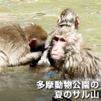 多摩動物公園の夏のサル山