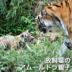 放飼場のアムールトラ親子