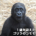 １歳を迎えたゴリラのコモモ