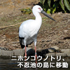 ニホンコウノトリ、不忍池の島に移動