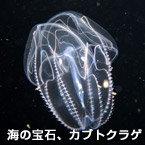 海の宝石、カブトクラゲ