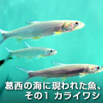 葛西の海に現われた魚、その１ カライワシ