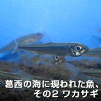 葛西の海に現われた魚、その２ ワカサギ