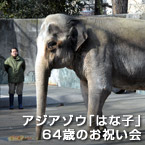 アジアゾウ「はな子」64歳のお祝い会