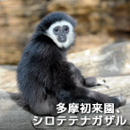 多摩初来園、シロテテナガザル