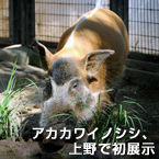 アカカワイノシシ、上野で初展示