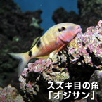 スズキ目の魚「オジサン」