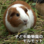 子ども動物園のモルモット