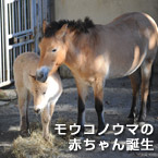 モウコノウマの赤ちゃん誕生