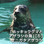 「ホッキョクグマとアザラシの海」［５］ゼニガタアザラシ