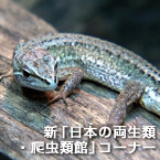 新「日本の両生類・爬虫類館」コーナー